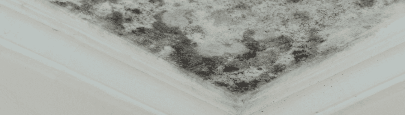 mold prevention hacks shown with mold growing on interior wall corner